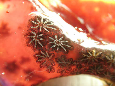 colonies of sea squirt (ascidian)
