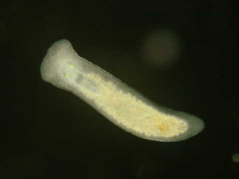 a flatworm