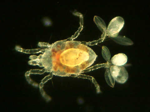 strange objects on the legs of a water mite
