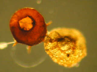 2 amoebae