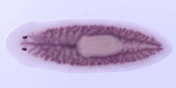 intestin of a flatworm