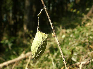 a cocoon of Rhodinia
