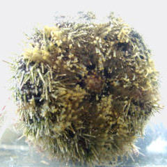 bottom of sea urchin