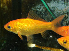 normal goldfish