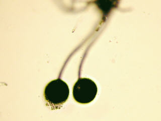 sporangia of Mucorales