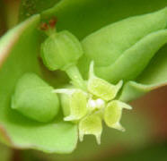 female flower elongated