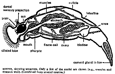body of rotifer
