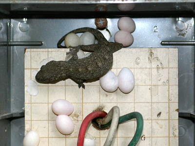 a gecko and her eggs