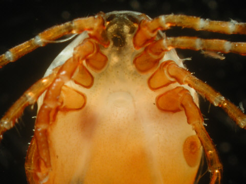 ventral side of the tick