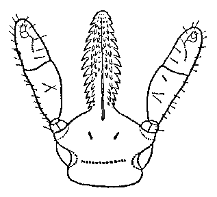mouth-parts of a tick