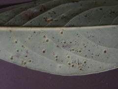 back of the leaf