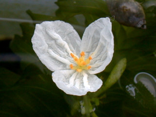 male flower of E. densa