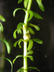flower bud on the leaf axil