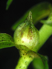 closeup of the flower bud