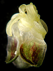 side view of the male flower