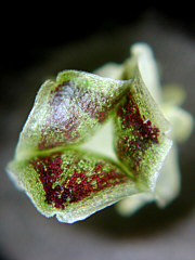 bottom view of the male flower