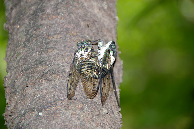 A mating in Oncotympana maculaticollis