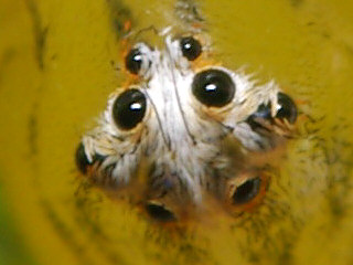 眼は８つ ササグモ Oxyopes Sertatus