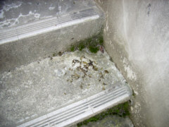 dried Nostoc on a staircase