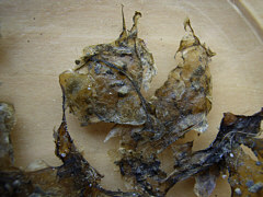 dried Nostoc