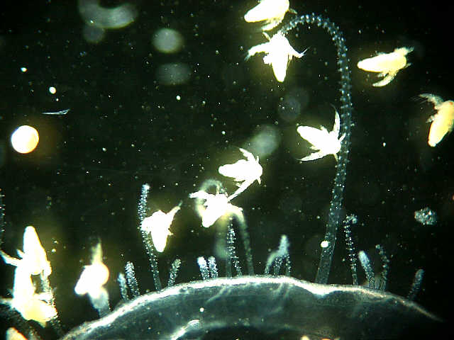 brine shrimps on tentacles