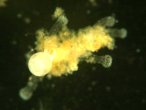 a medusa bud in polyps