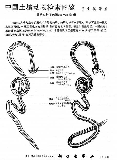 Bipaliid worms in a chinese book