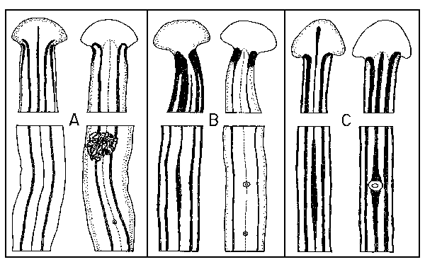 3 Bipaliid spp.