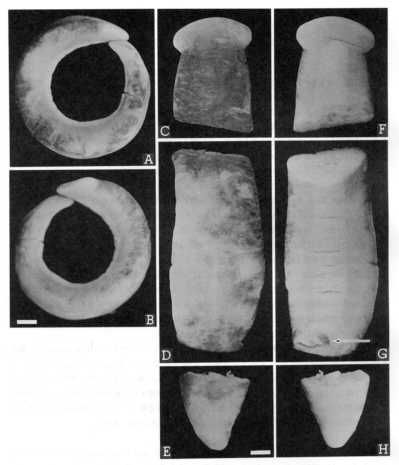 photographs of Russian land planarian